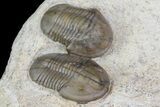 Two Proetid (Timsaloproetus?) Trilobites - Jorf, Morocco #75571-4